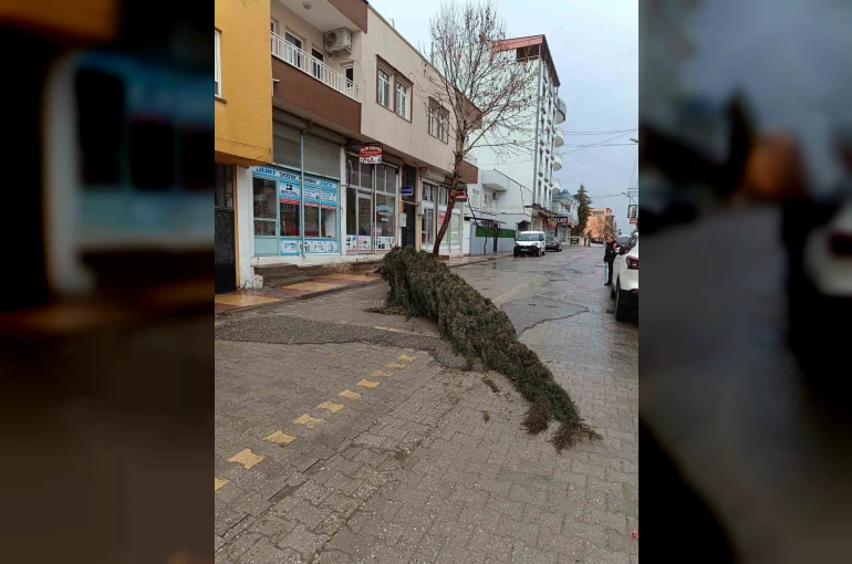 Kahta’da şiddetli rüzgar çam ağacını devirdi