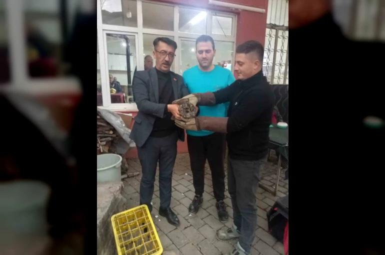 Kahvehane camına çarpan baykuş rehabilitasyona alındı