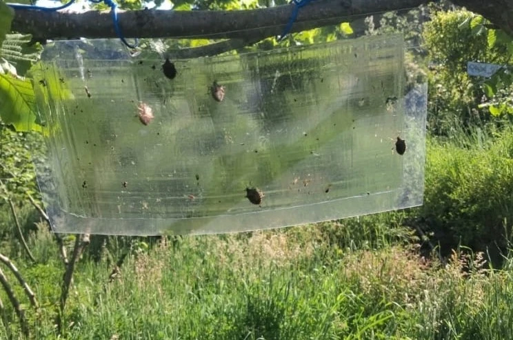 Kahverengi kokarcalar için feromon tuzaklar yenileniyor