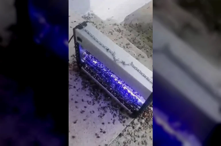 Kahverengi kokarcaya ultraviyole çözüm
