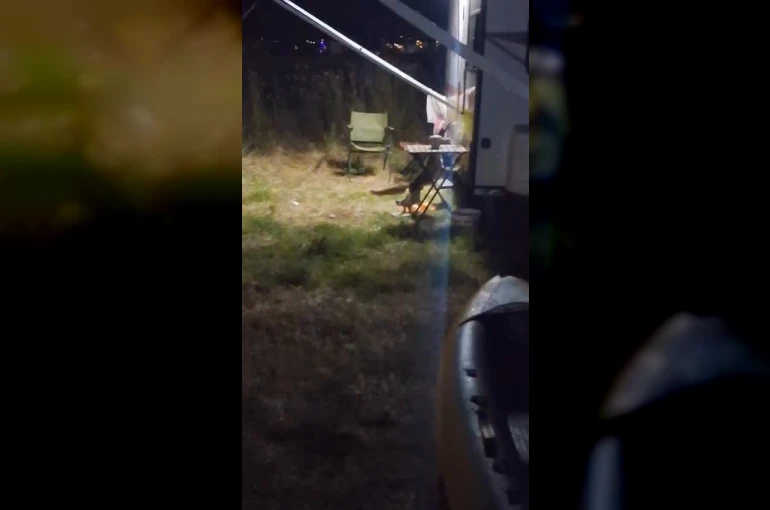 Kamp alanına giren hırsız tilki kameraya yakalandı