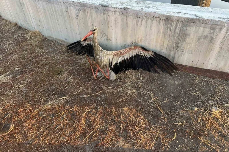 Kanala düşen leyleği itfaiye kurtardı