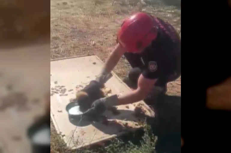Kanala düşen yavru köpek kurtarıldı