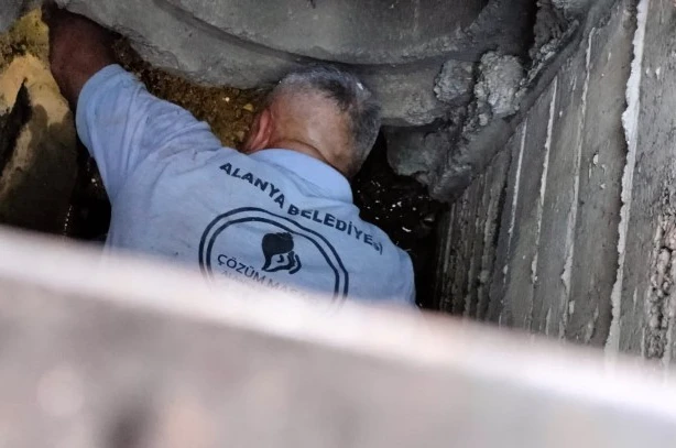 Kanalizasyona düşen kedi belediye ekiplerince kurtarıldı