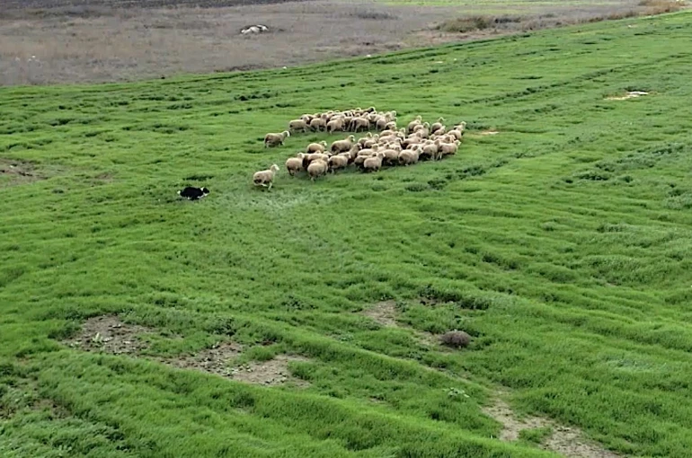 Kangal ve akbaştan sonra çobanlara hareketli ve heyecanlı yeni bir yardımcı geliyor