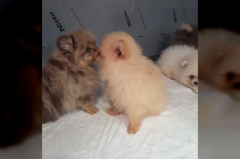 Kapıkule’de kaçak yollarla yurda sokulmak istenen 5 yavru köpek ele geçirildi