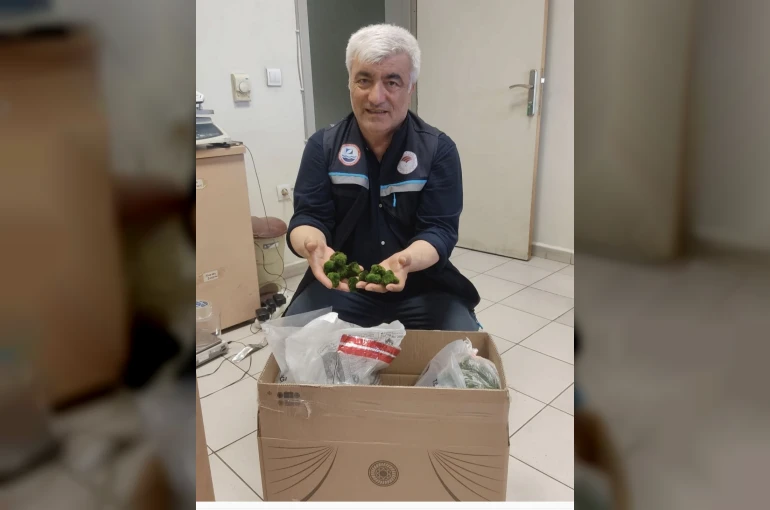 Kapıkule’de yolcu otobüsünde 2 bin adet canlı yeşil alg ele geçirildi