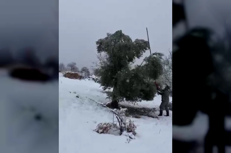 Kar ağırlığına dayanamayan ağaçlar zarar gördü