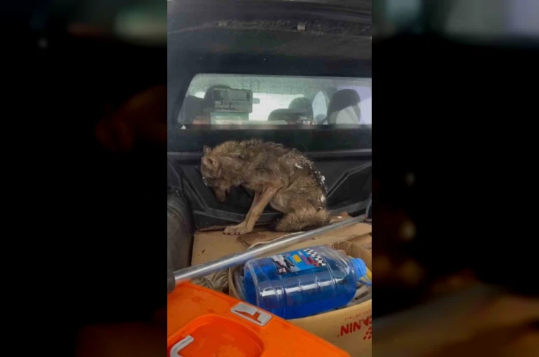 Kar nedeniyle aç kalan kurt, köpek barınağına sığındı