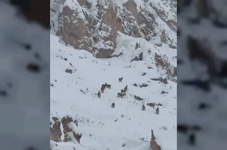 Kar üzerinde otlanan dağ keçileri sürü halinde görüntülendi