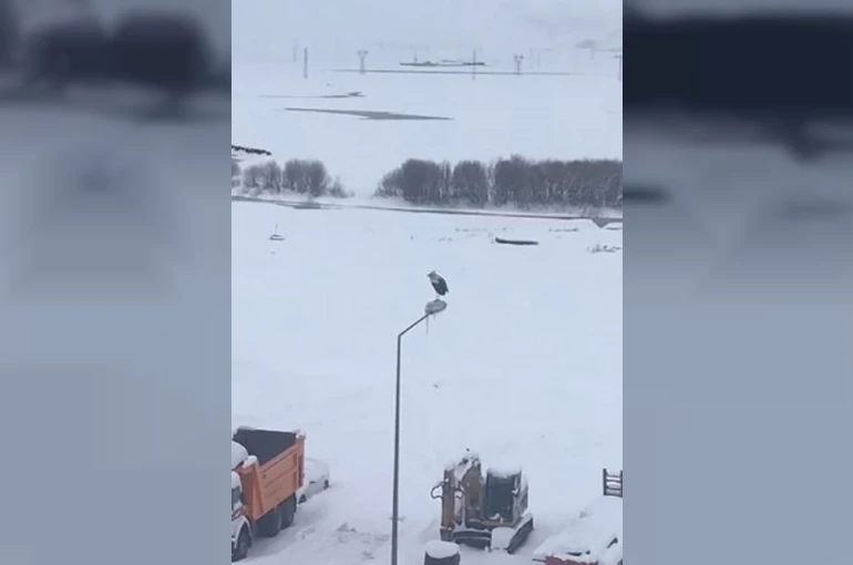 Kar ve soğuğa rağmen elektrik direğinde ayakta duran Leylek dikkat çekti