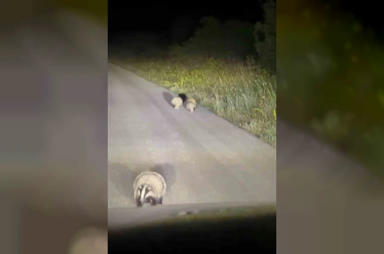 Karabük’te anne porsuğun yavrularını koruma içgüdüsü kamerada