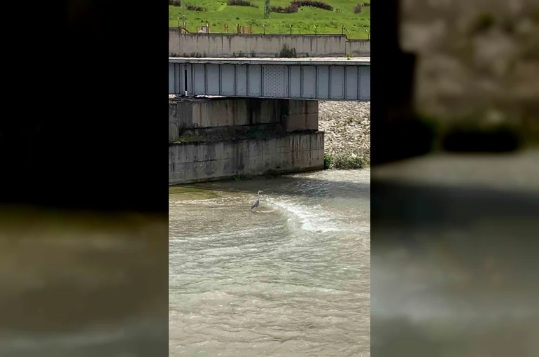 Karabük’te gri balıkçıl cep telefonu kamerasıyla görüntülendi
