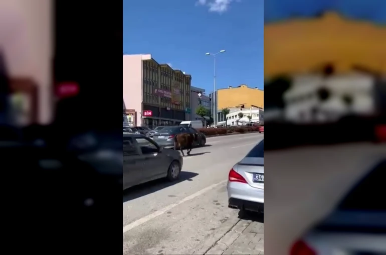 Karabük’te yolda ilerleyen inek tehlike oluşturdu