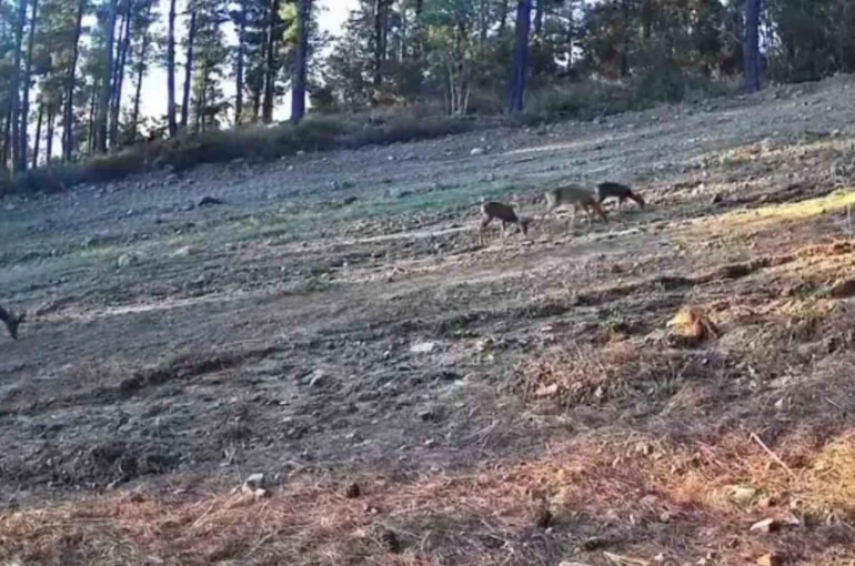 Karaca ailesi Ganos Dağları’nda fotokapana takıldı