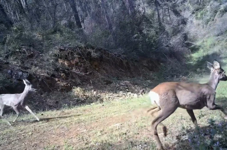 Karacalar kamerada