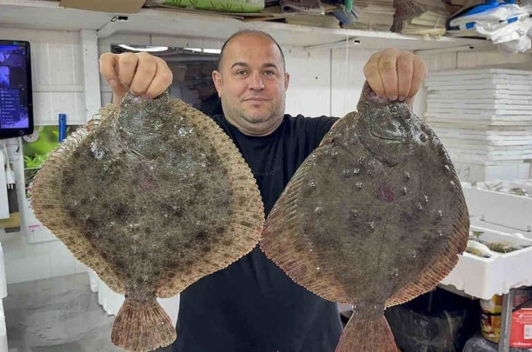 Karadeniz’de hamsi bereketi diğer balık türlerini de canlandırdı
