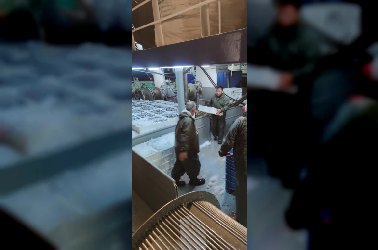 Karadeniz’de hamsi bolluğu