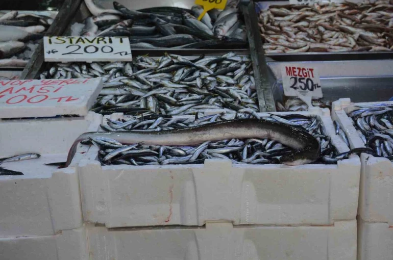 Karadeniz’de nadir görülen yılan balığı yakalandı 