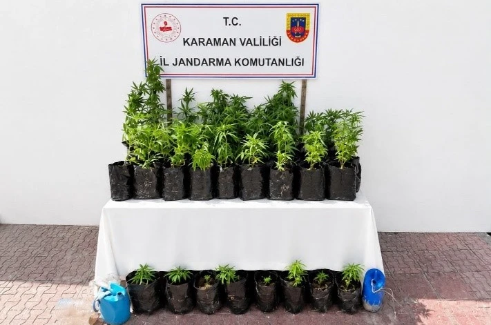 Karaman’da 2 bin 802 kök kenevir ele geçirildi