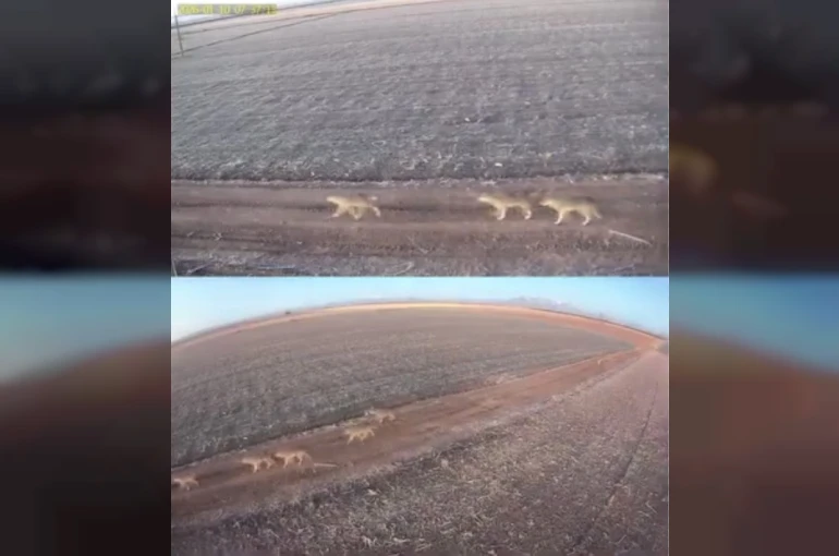 Karaman’da aç kalan kurtlar ovaya indi