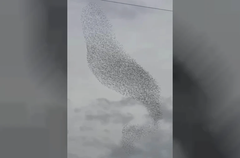 Karapınar'da sığırcık kuşları görsel şölen oluşturdu