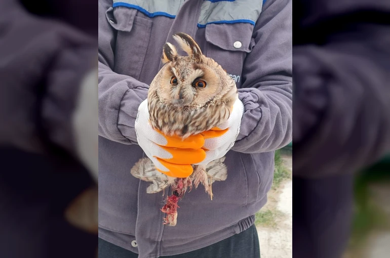 Karapınar’da yaralı baykuş tedaviye alındı