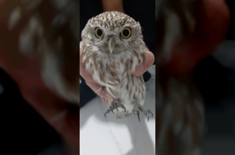 Karapınar’da bulunan yaralı baykuş koruma altına alındı