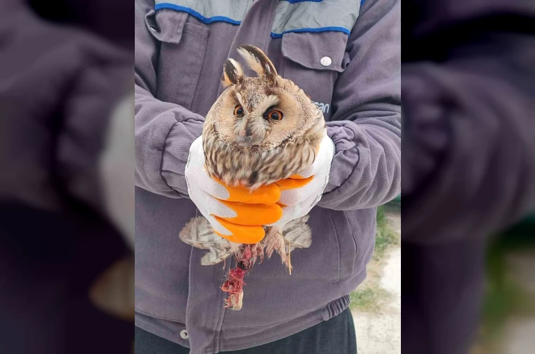 Karapınar’da yaralı baykuş tedaviye alındı