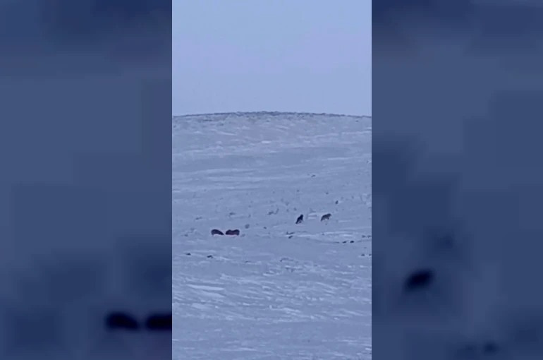 Karayazı’da gündüz vakti kurt saldırısı: Yavru köpek telef oldu