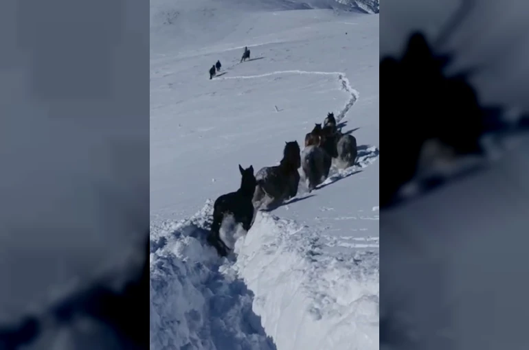 Karda mahsur kalan at ve katırlar güvenlik korucuları tarafından kurtarıldı 