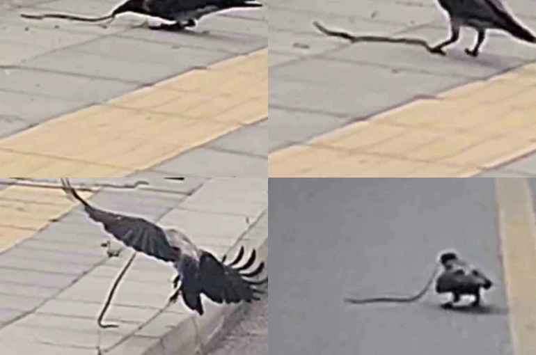 Karganın yılan avı kameraya yansıdı
