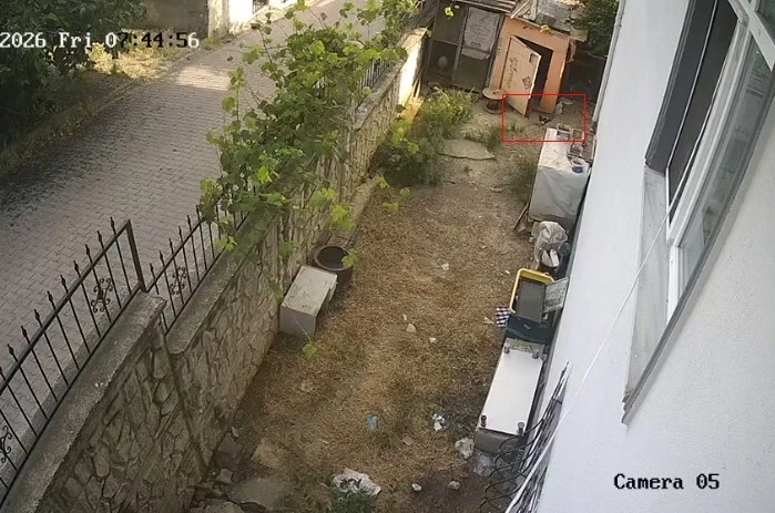 Karganın yumurta hırsızlığı kameraya yansıdı