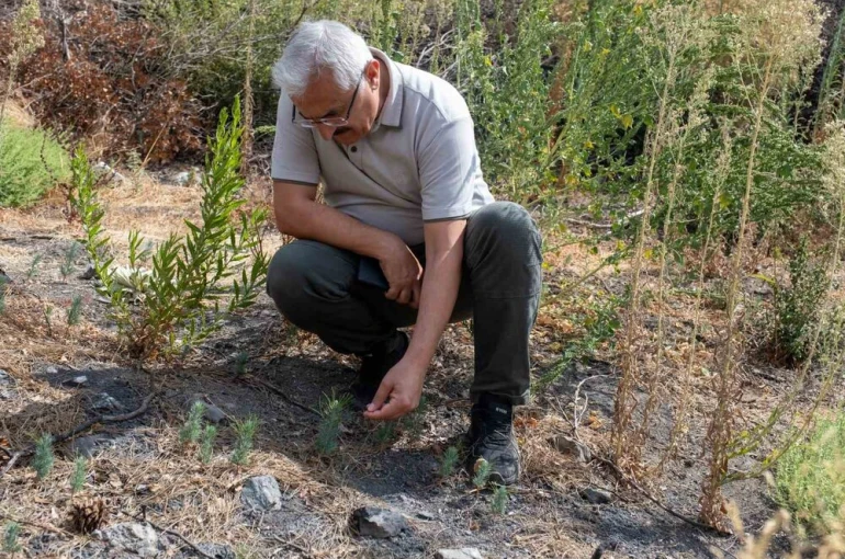 Karşıyaka Yamanlar’da yanan ormanlar yeşeriyor