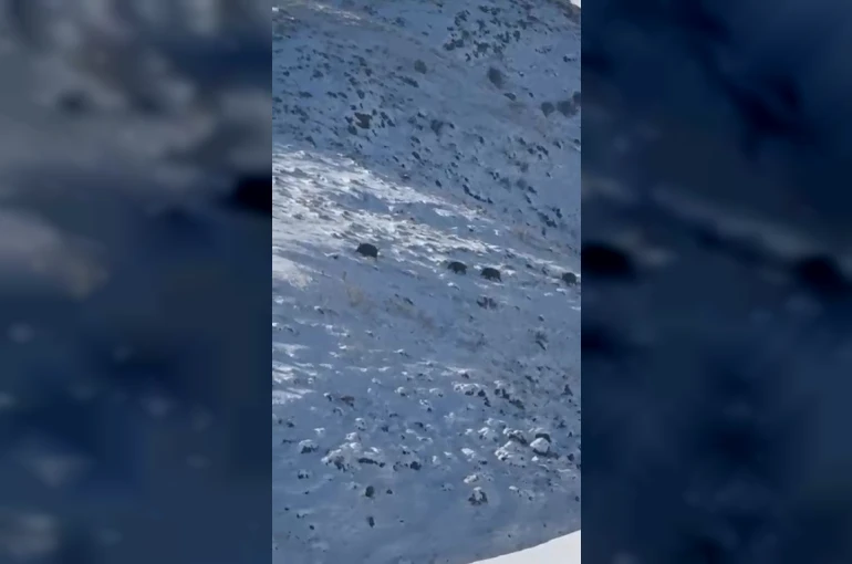 Kars’ta aç kalan yaban domuzları yerleşim yerlerine indi