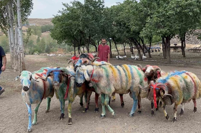 Kars’ta asırlık "koç katım" geleneği renkli görüntülere sahne oldu