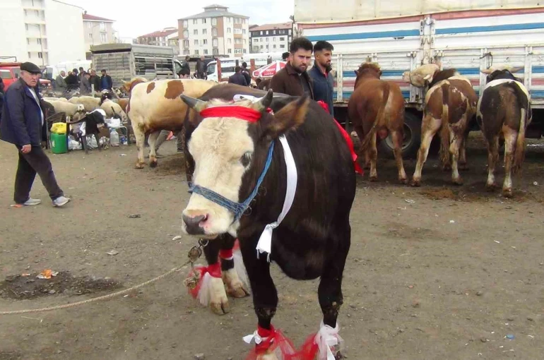 Kars’ta kurban pazarı hareketlendi: 700 kiloluk süslenmiş düve ilgi odağı oldu