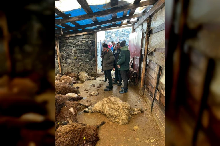 Kars’ta kurt dehşeti: Aç kurtlar 130 koyunu telef etti