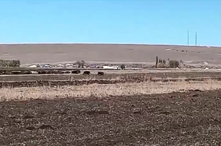 Kars’ta mısır tarlaları domuz sürüsünün istilasına uğradı