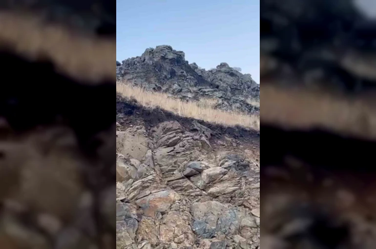 Kars’ta ormanların hayaleti vaşak kameraya yansıdı