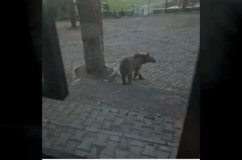 Kars’ta oteller bölgesine inen boz ayıyla vatandaşın diyaloğu gülümsetti