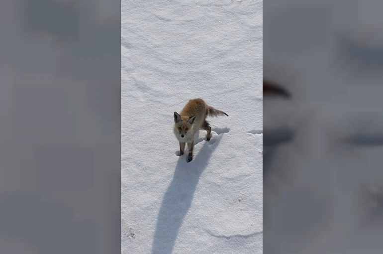 Kars’ta tilkinin dronla imtihanı: Önce baktı, sonra hızla kaçtı