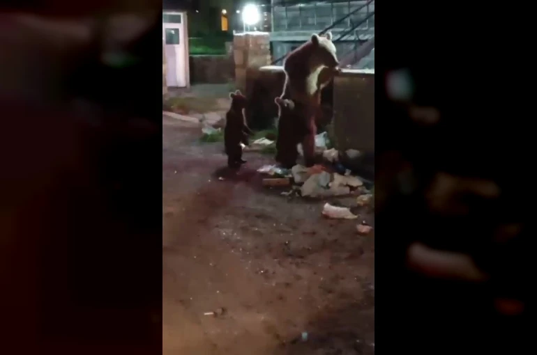 Kars’ta vatandaş ayılara türkü söyledi, o anlar sosyal medyayı salladı