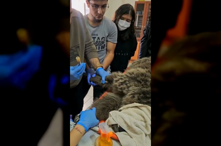 Kars’ta yaralı bozayının tedavisi yapılıyor 