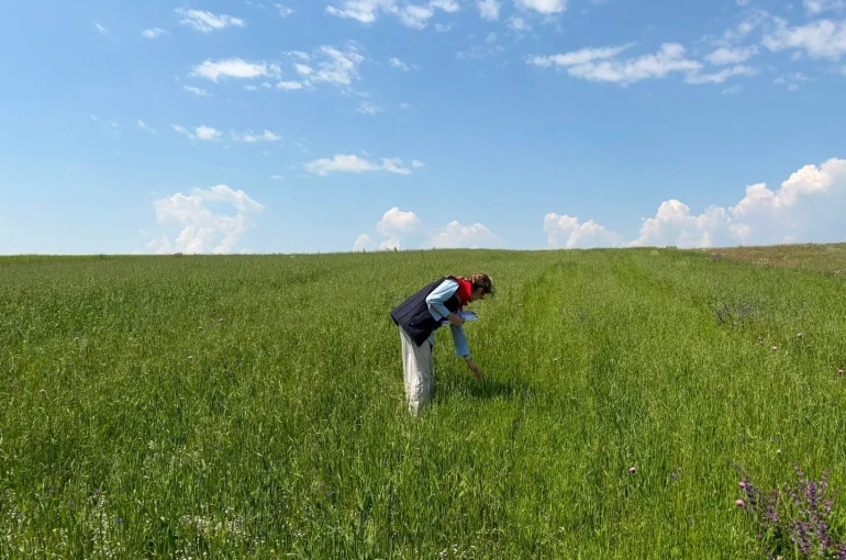 Kars’ta yem bitkileri tespit çalışmaları aralıksız sürüyor
