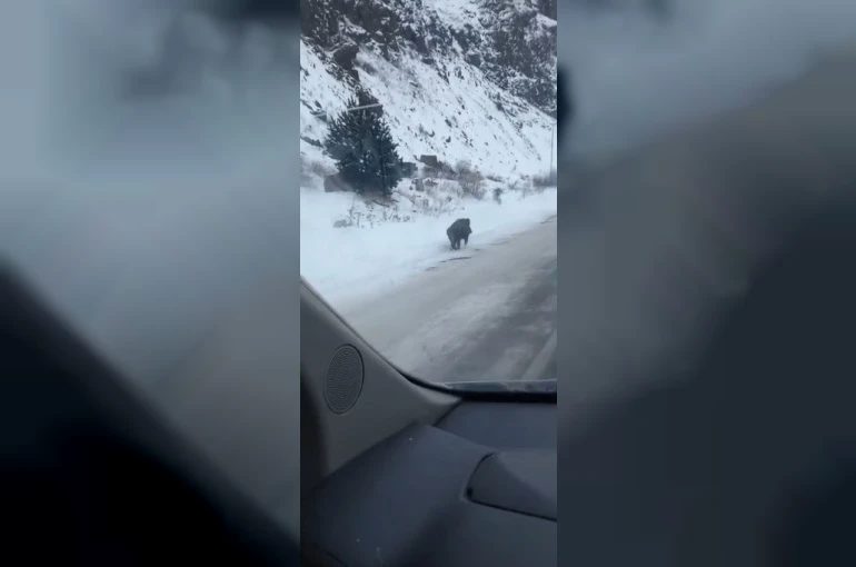 Kars’ta yol kenarında ilerleyen domuz cep telefonuyla kaydedildi