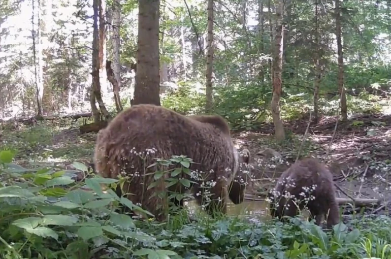 Kastamonu’da anne ayı ve yavrusu, su içerken fotokapana yakalandı