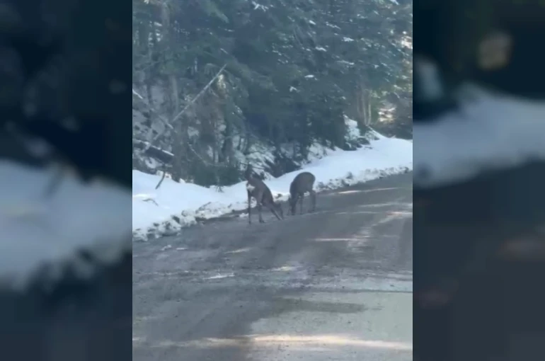 Kastamonu’da karacalar su içerken görüntülendi