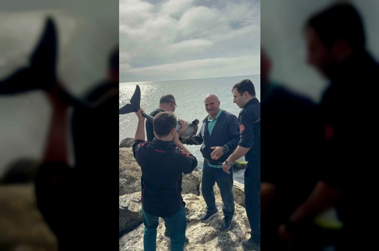 Kayalıklara sıkışan yunusu polis memuru kurtardı