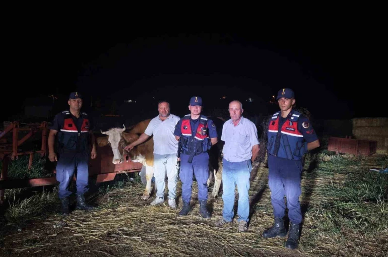 Kayıp büyükbaş hayvan jandarma tarafından bulundu
